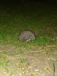 Armas Kaplan Paradise - 45