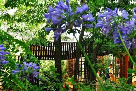 Alberi Del Paradiso - 8