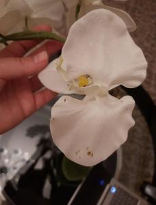 Gostinichny Kompleks "zolotoy Slon" - 30