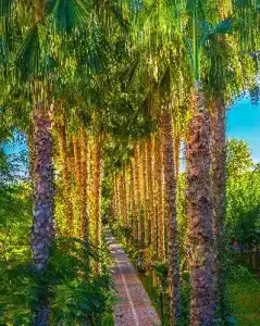 Gardenia Beach - All Inclusive - 22