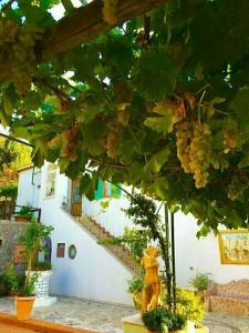 B&B Il Grappolo - 33