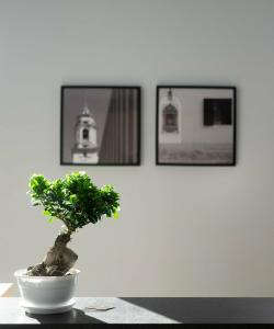 Netum - 10