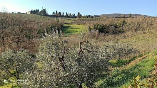 Rocca degli Olivi - 41