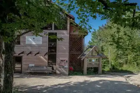 Green Wood - 7