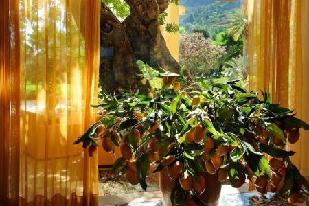 Alberi Del Paradiso - 45