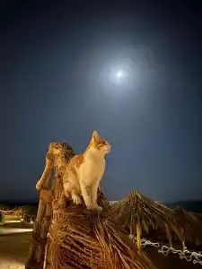 Sharm Club Beach Resort - 30