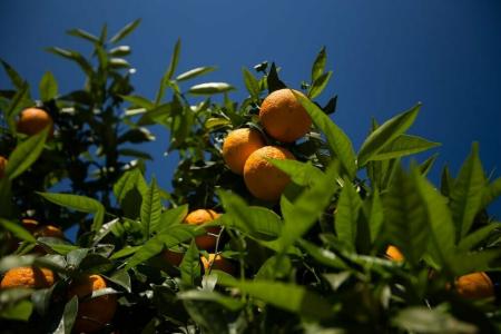 Paradise Village - 22