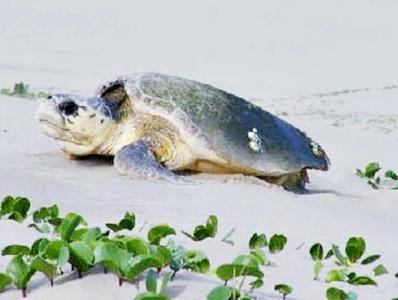 Masira Island Resort - 14