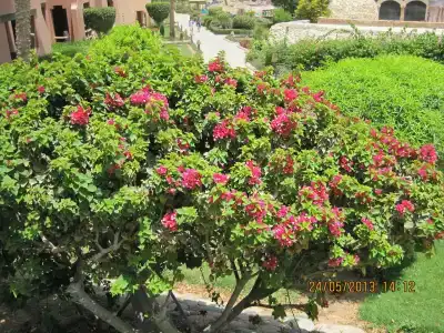 Charmillion Sea Life Resort - 32