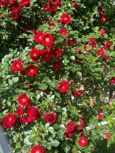 Stariy Marokand Guest House - 12