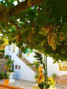 B&B Il Grappolo - 16