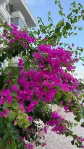 MARMARIS BEGONVILLE BEACH+16 ADULT ONLY - 3