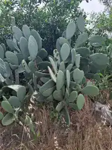 Numa Konaktepe - All Inclusive - 43