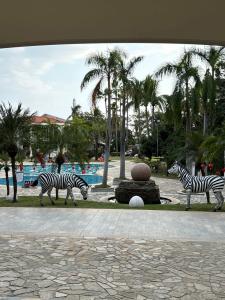 Palm Beach Resort & Spa - 47