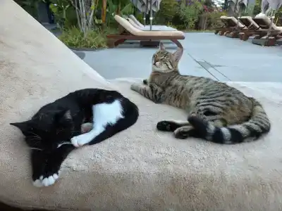 Liu Resorts - All inclusive - 33