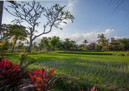Alpin Resort and Villa Ubud - 28