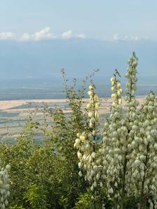 Signagi glamping - 16