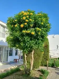 Sharming Inns - Couples and Families Only - 25