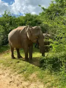 NH Bentota Ceysands Resort - 10