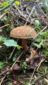 Forest 1961 & Restaurant - 36