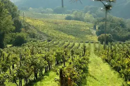 Fattoria Il Lago - 6