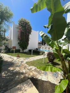 Canna Garden - Adults Only - 24