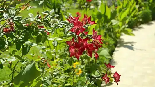 Saint George Resort - 4