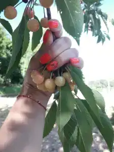 Agrousadba Lyavoniha - 40