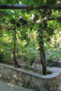B&B Il Grappolo - 14