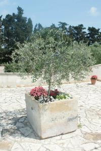 Tenuta Turchi - 12