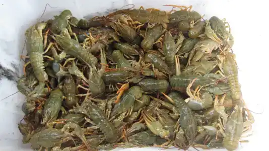 Tihiy Prichal Tourist base - 13