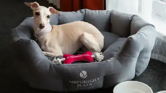 Crowne Plaza St.Petersburg Airport, an IHG - 40