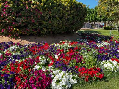 Desert Rose Resort - 60