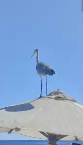 Eden Rock Namaa Bay - 15