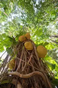 Kings Pavilion Luxury - 48