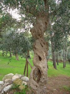 I Melograni - 5
