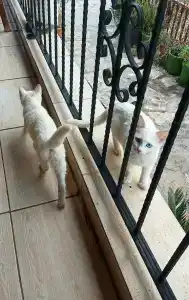 Kabak Misafir Evi - 13