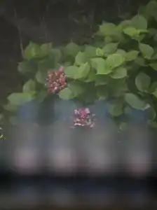 Genichi Villa - 39