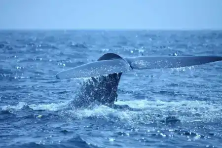 Heritance Ahungalla - 38