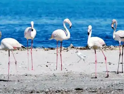 Masira Island Resort - 6