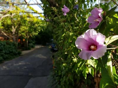 Villaggio Verde - 5