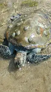 Ramee Guestline Qurum - 12