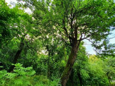 Kadifeli Konak & Bungalow(Kadifeli Konak Boutique) - 38