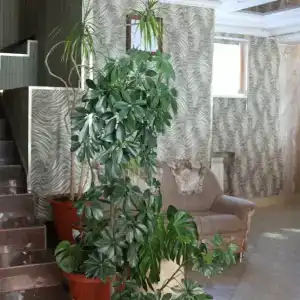 Tashir Mini-hotel - 6