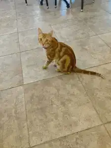 Sarıtaş - All Inclusive - 42