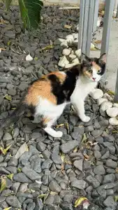 Cleopatra Golden Beach - 35