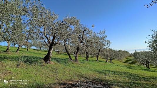 Rocca degli Olivi - 15