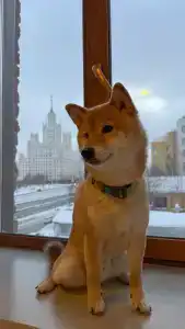 Turris Tagansky - 18