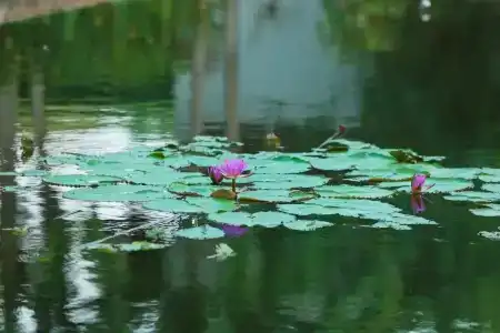 Amaluna Resorts - 16