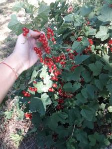 Agrousadba Lyavoniha - 54